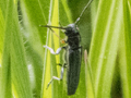 Phytoecia cylindrica